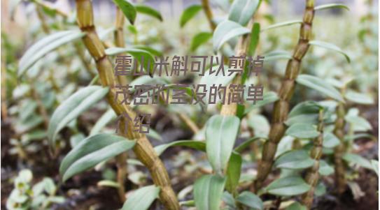 霍山米斛可以剪掉茂密的茎没