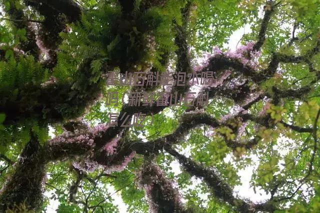 霍山石斛能泡水喝吗