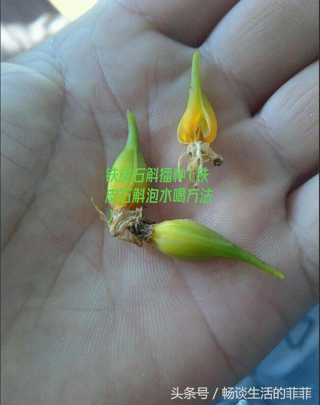 铁皮石斛播种