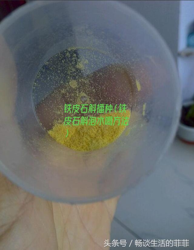 铁皮石斛播种