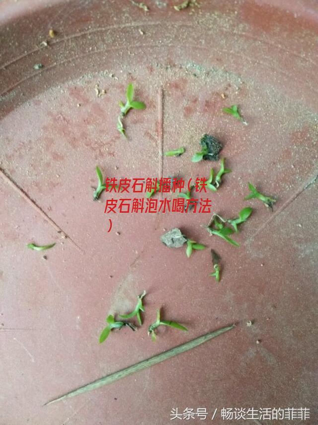 铁皮石斛播种