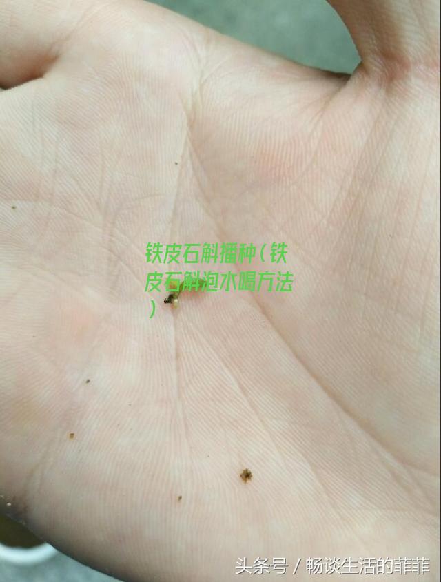 铁皮石斛播种