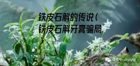 铁皮石斛的传说