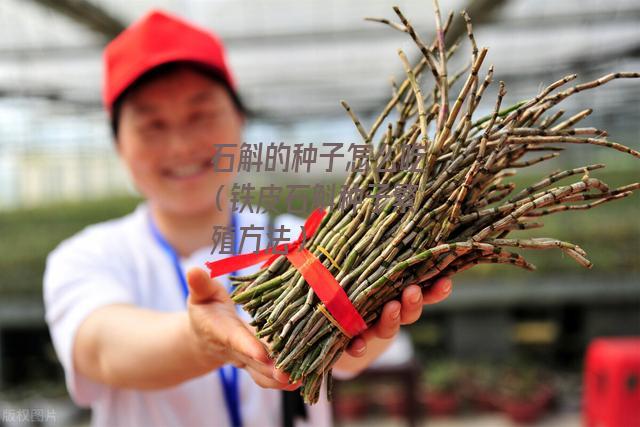 石斛的种子怎么吃