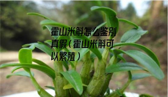 霍山米斛怎么鉴别真假