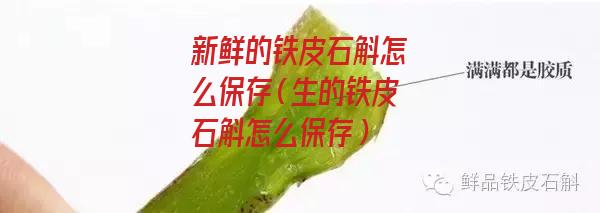 新鲜的铁皮石斛怎么保存