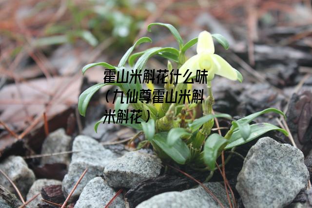 霍山米斛花什么味