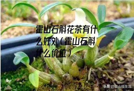 霍山石斛花茶有什么好处