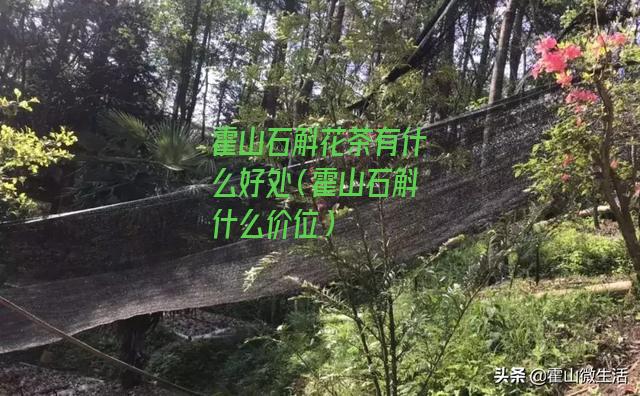 霍山石斛花茶有什么好处