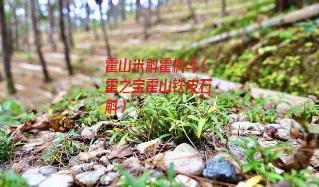 霍山米斛霍枫斗