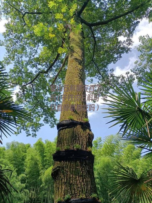 霍山石斛嚼完吞了吗