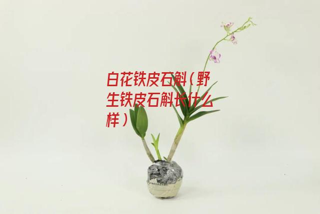 白花铁皮石斛