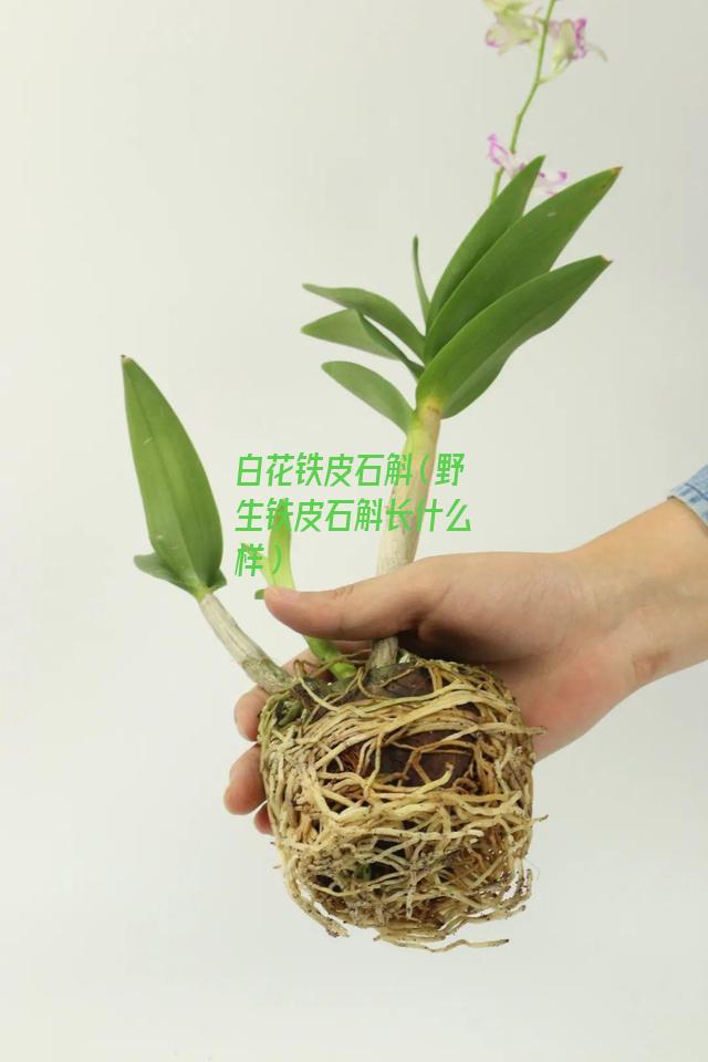 白花铁皮石斛