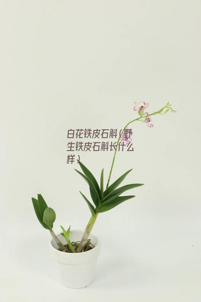 白花铁皮石斛