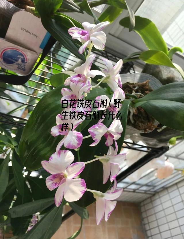 白花铁皮石斛