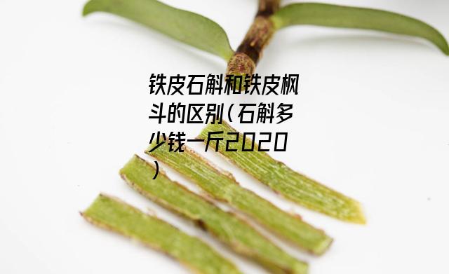 铁皮石斛和铁皮枫斗的区别