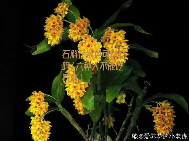 石斛花紫色可以吃吗