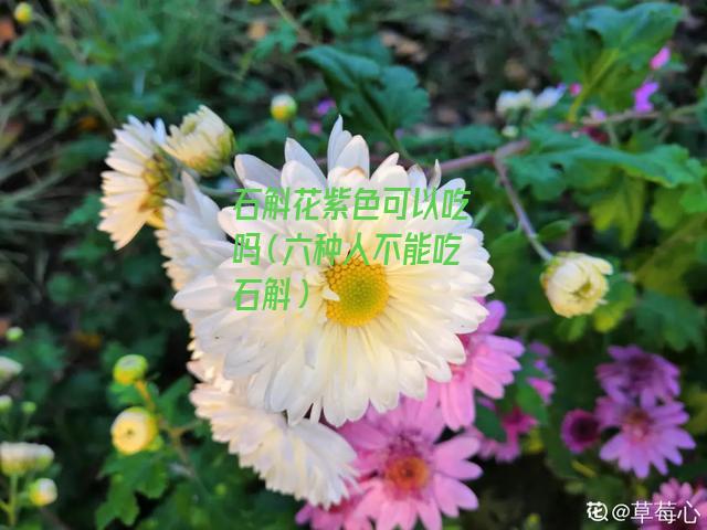 石斛花紫色可以吃吗