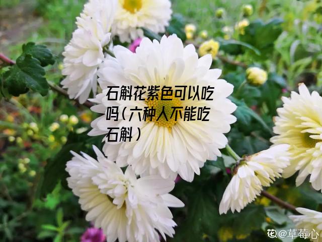 石斛花紫色可以吃吗