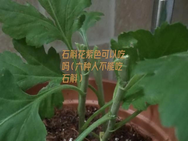 石斛花紫色可以吃吗