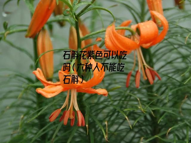 石斛花紫色可以吃吗