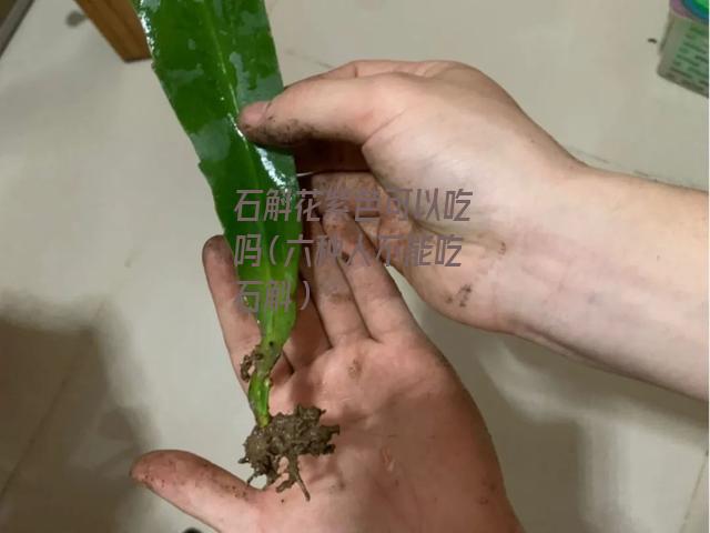 石斛花紫色可以吃吗