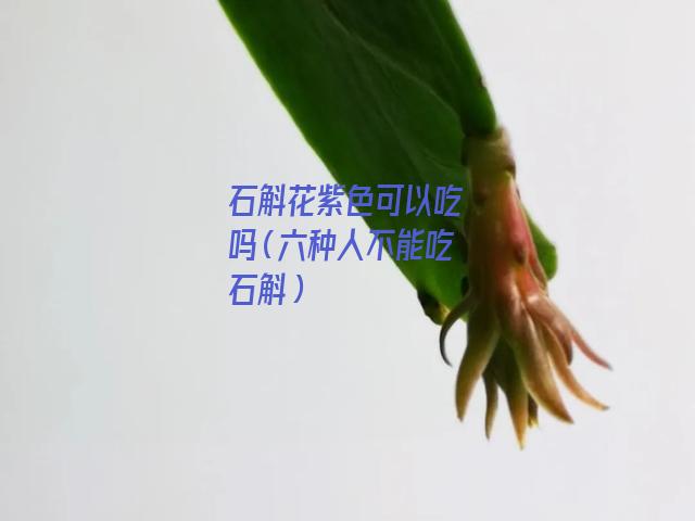 石斛花紫色可以吃吗