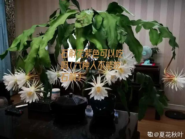 石斛花紫色可以吃吗