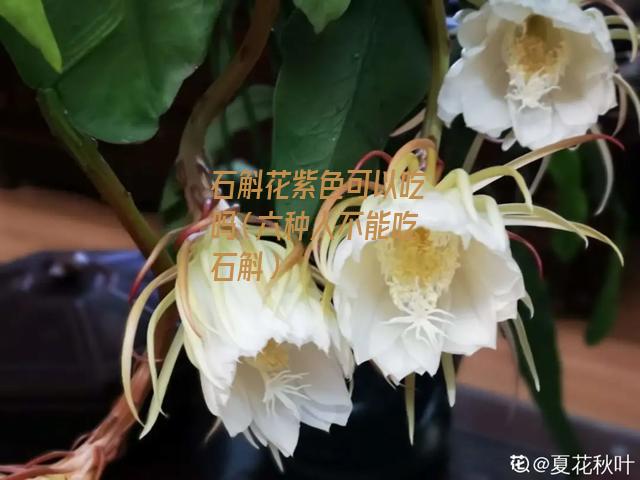 石斛花紫色可以吃吗