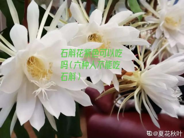 石斛花紫色可以吃吗