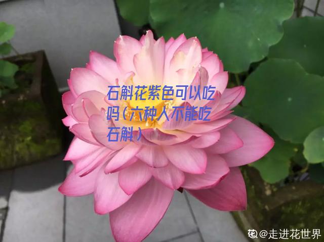 石斛花紫色可以吃吗