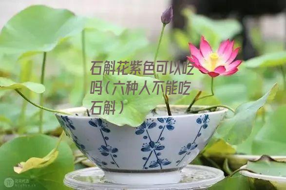 石斛花紫色可以吃吗