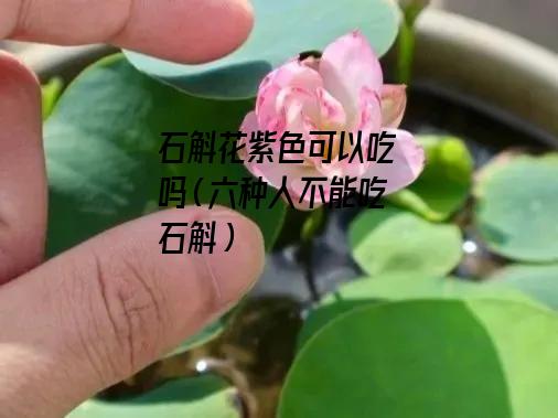 石斛花紫色可以吃吗