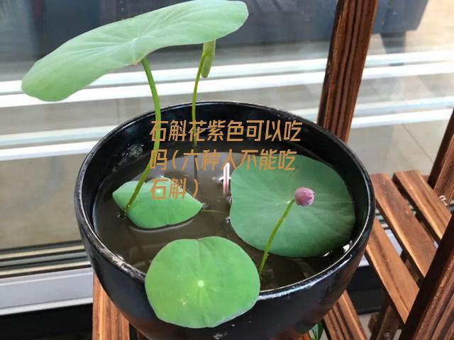 石斛花紫色可以吃吗