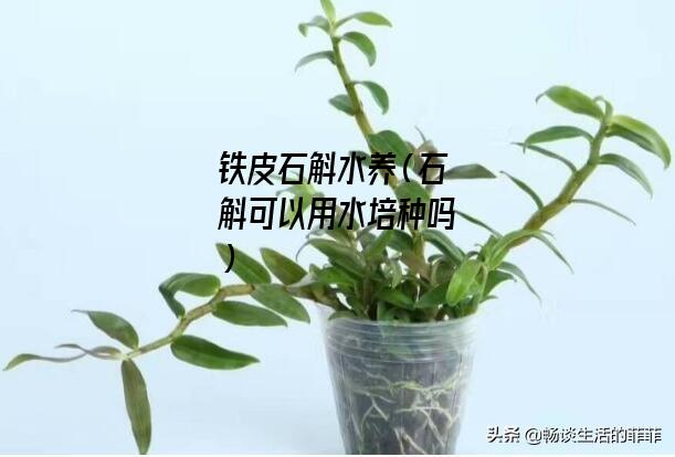 铁皮石斛水养