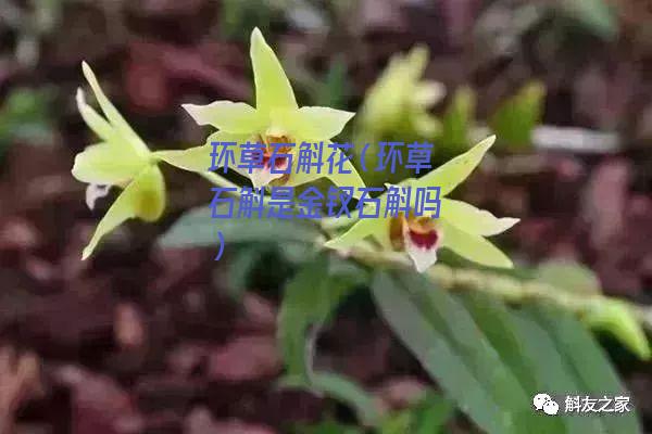 环草石斛花