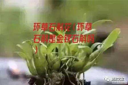 环草石斛花