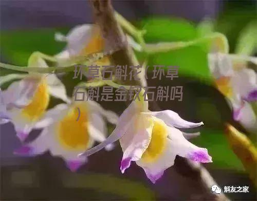 环草石斛花