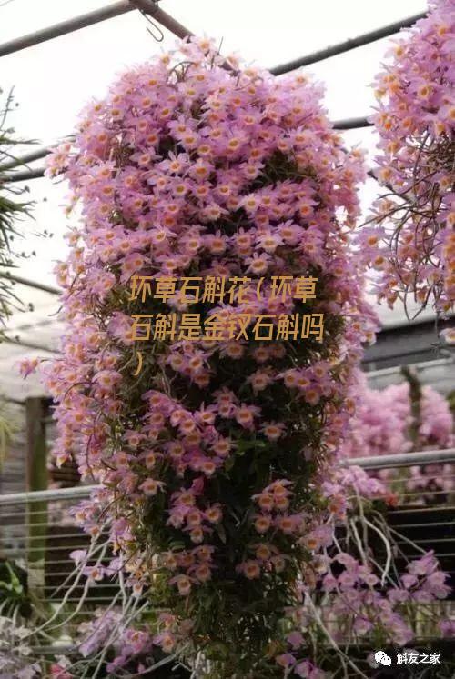 环草石斛花