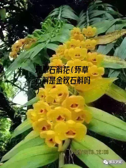 环草石斛花