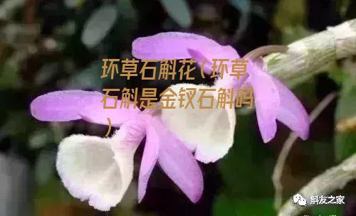 环草石斛花