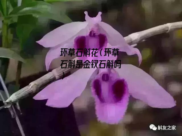 环草石斛花