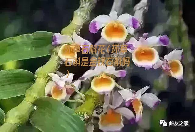 环草石斛花