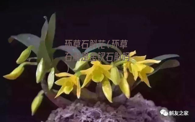 环草石斛花