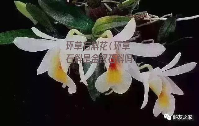 环草石斛花