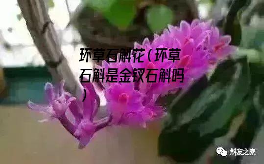 环草石斛花