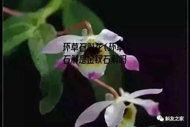 环草石斛花