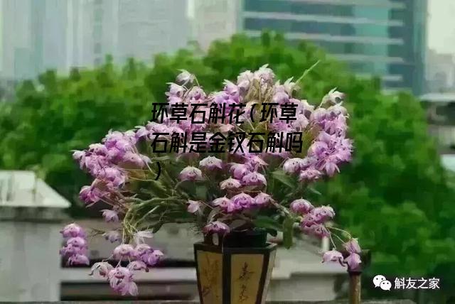 环草石斛花