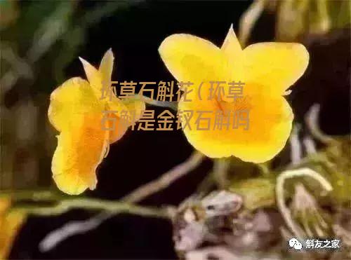 环草石斛花