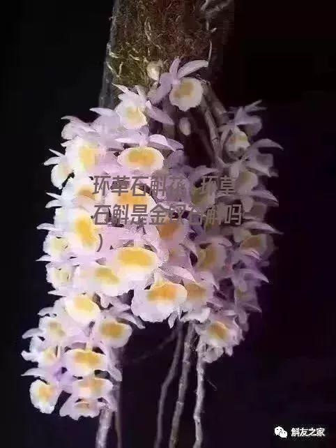 环草石斛花